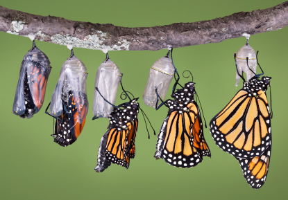 Butterfly Emergence pic