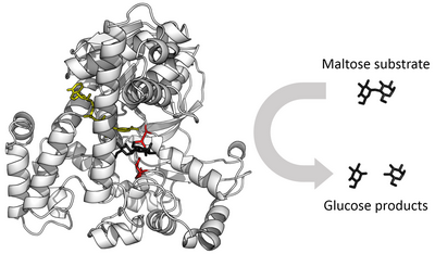 Galactosidase image