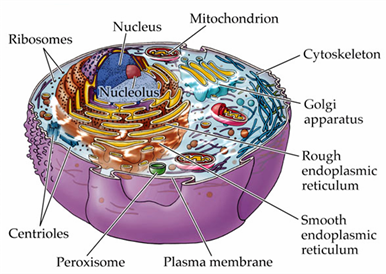 functional cell illustration