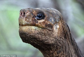 [ Lonesome George 2 pic ]