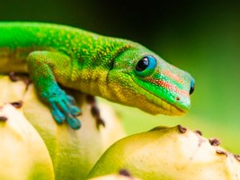 [ gecko searcing pic ]