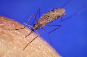 [ Anopheles Gambiae mosquito pic ]