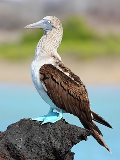 [ Blue-footed-booby pic ]