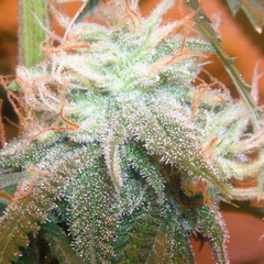 <b>Cannabis Trichomes pic</b>