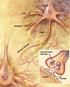 [ Chemical synapse pic ]
