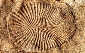 Dickinsonia imprint pic
