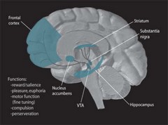 [ Dopamine Pathways pic ]