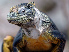 [ Galapagos Islands Land Iguana pic ]
