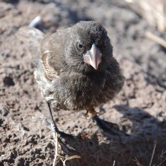 [ Geospiza conirostris pic ]