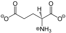 [ L-glutamate picture ]