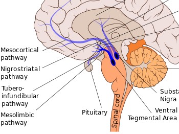 <b>Mesolimbic pathway pic</b>