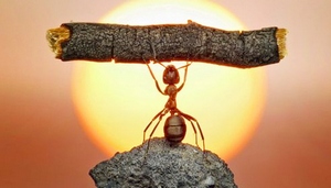 [ Confident Ant pic ]