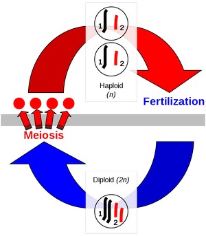 [ Sexual cycle pic ]