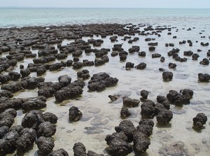 [ Stromatolites in Sharkbay pic ]