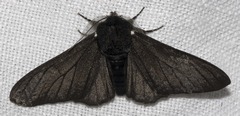 [ black morph moth pic ]