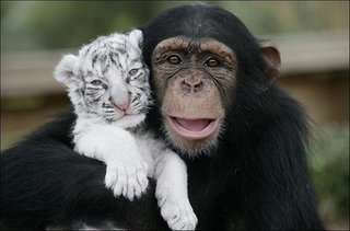 feline-kitten pic