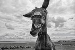[ horse laughing pic ]