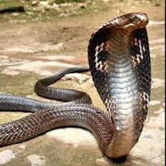 [ Indian cobra pic ]