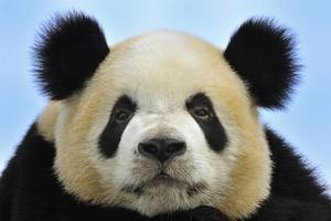 <b>panda staring pic</b>