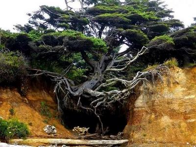 [ resilient tree 01 pic ]