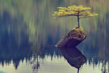 [ resilient tree 02 pic ]