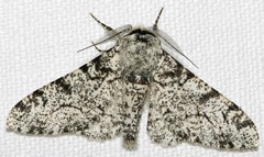 [ white peppered moth pic ]