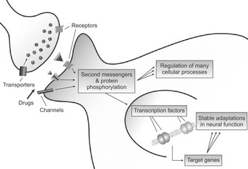 transc act fig 1 picture