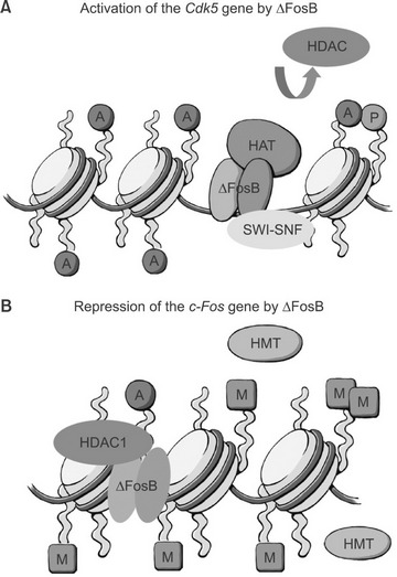 transc act fig 3  picture