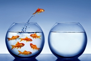 [ fish jumping picture ]